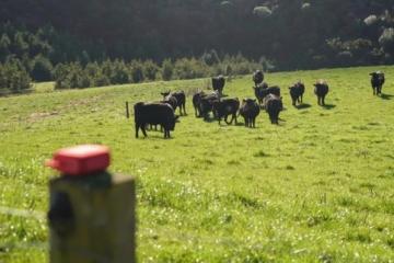 光明肉业银蕨农场：以品质为基石，深耕中国市场沃土